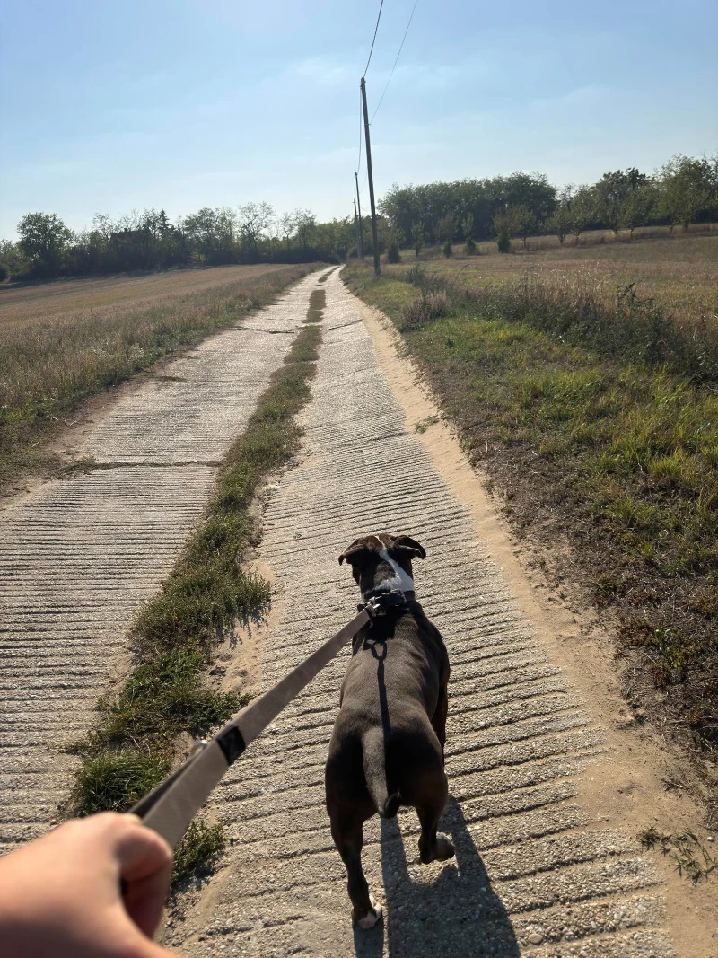 Zsolt Staffordshire Terrier kutyája HEXA pórázon, séta közben hátulról
